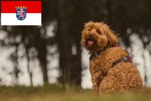 Read more about the article Hessen’de Cavoodle yetiştiricileri ve köpek yavruları