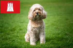 Read more about the article Hamburg’da Cavoodle yetiştiricileri ve köpek yavruları