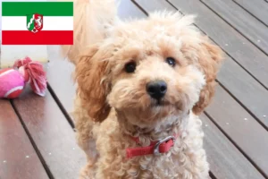 Read more about the article Kuzey Ren-Vestfalya’da Cavoodle yetiştiricileri ve köpek yavruları