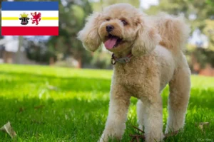 Read more about the article Mecklenburg-Vorpommern’de Cavoodle yetiştiricileri ve köpek yavruları
