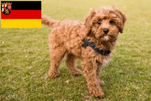 Read more about the article Rheinland-Pfalz’da Cavoodle yetiştiricileri ve köpek yavruları