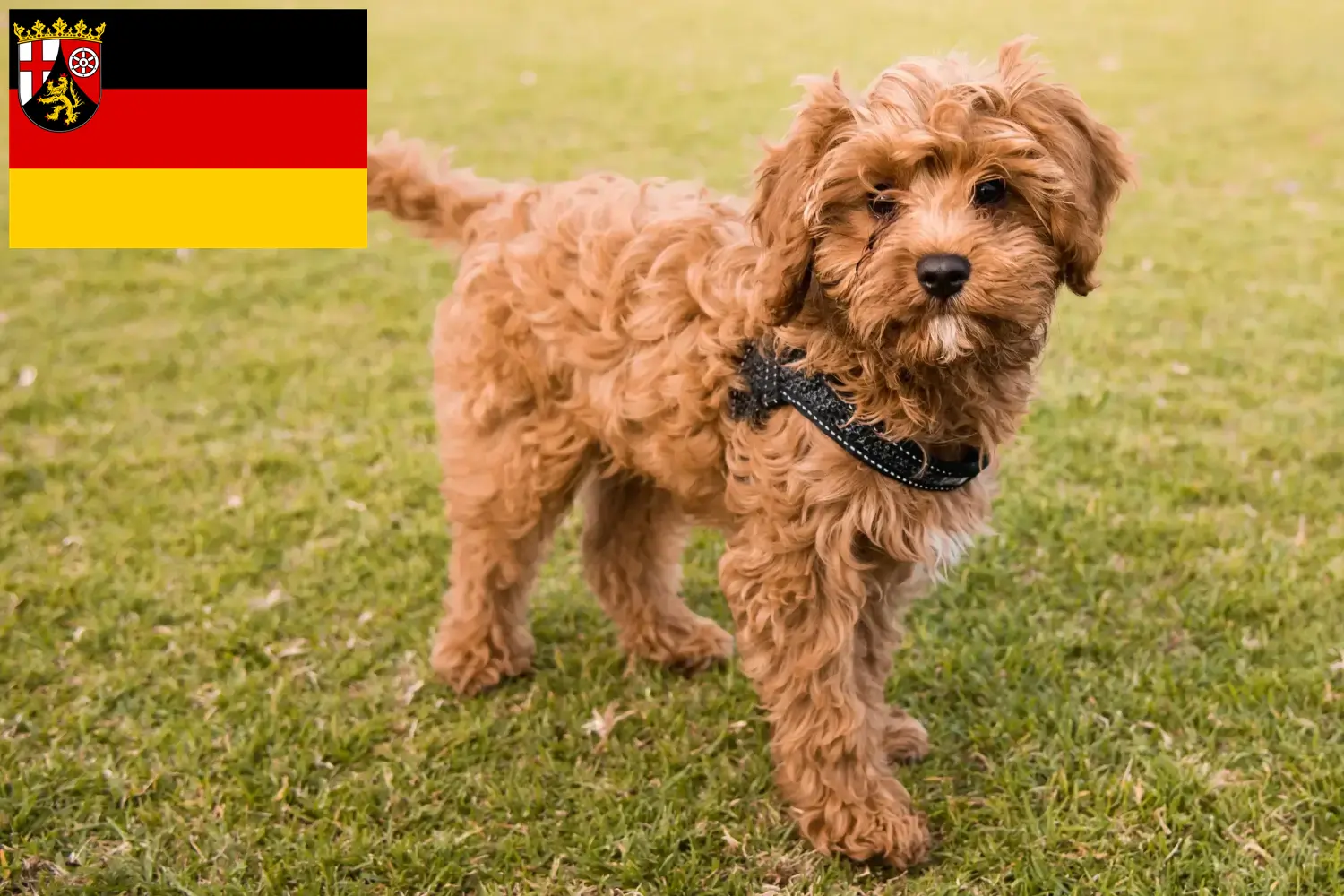 Read more about the article Rheinland-Pfalz’da Cavoodle yetiştiricileri ve köpek yavruları