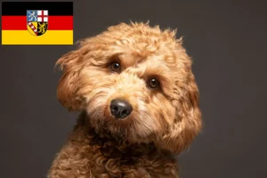 Read more about the article Saarland’da Cavoodle yetiştiricileri ve köpek yavruları