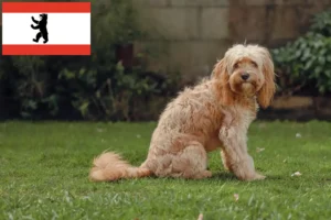 Read more about the article Berlin’de Cavoodle yetiştiricileri ve köpek yavruları