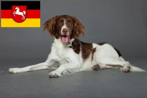 Read more about the article Aşağı Saksonya’da Drentse Patrijshond yetiştiricileri ve köpek yavruları