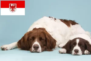 Read more about the article Brandenburg’da Drentse Patrijshond yetiştiricileri ve köpek yavruları
