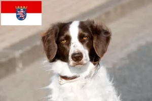 Read more about the article Hessen’de Drentse Patrijshond yetiştiricileri ve köpek yavruları