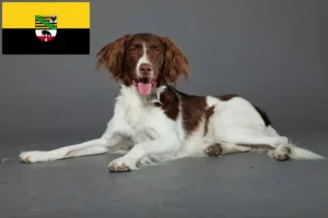 Read more about the article Saksonya-Anhalt’da Drentse Patrijshond yetiştiricileri ve köpek yavruları