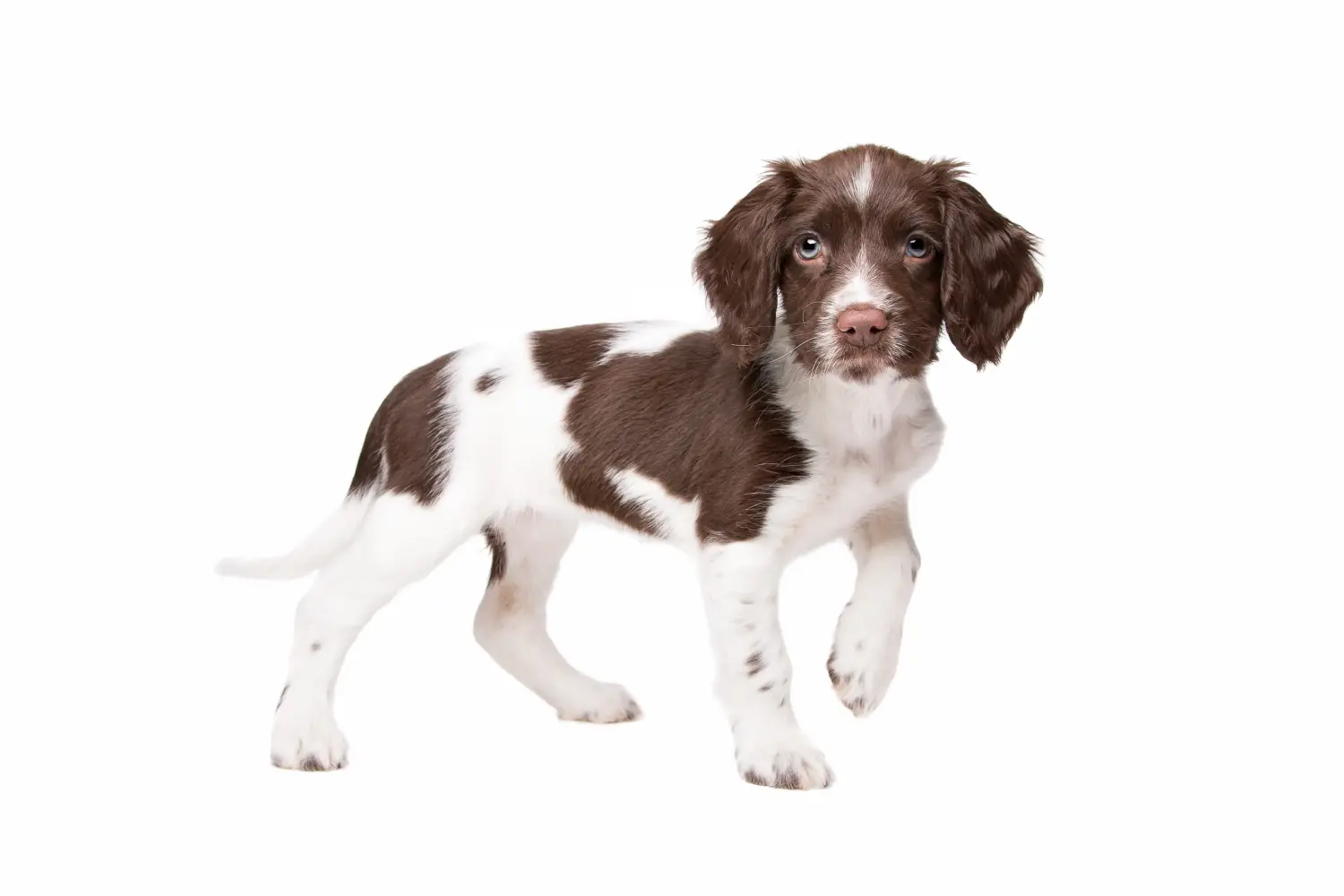 Bir Drentse Patrijshond yavrusu satın almak sorumluluk almak demektir! Drentse Patrijshond yavru köpekleri satın alın.