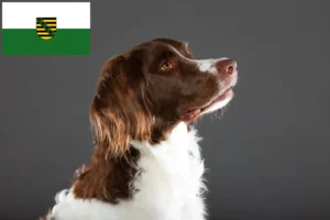 Read more about the article Saksonya’da Drentse Patrijshond yetiştiricileri ve köpek yavruları