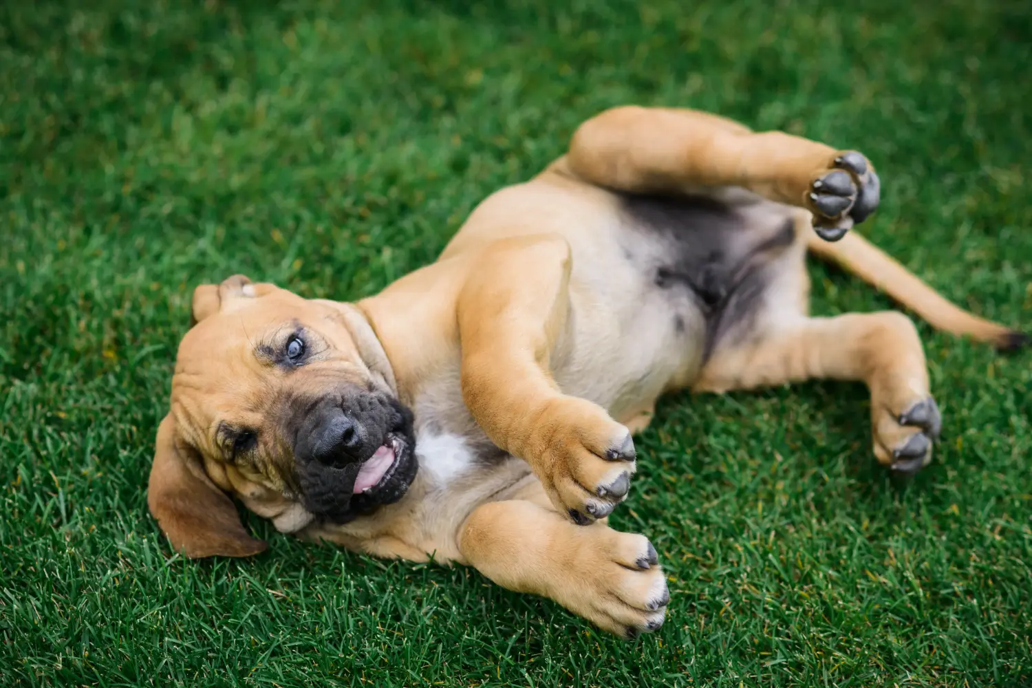 Bir Fila Brasileiro yavrusu satın almak sorumluluk almak demektir! Fila Brasileiro yavru köpekleri satın alın.