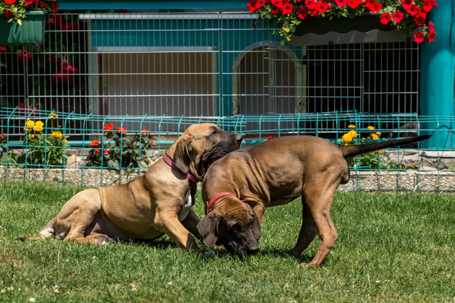 Bir Fila Brasileiro yavrusu satın almak sorumluluk almak demektir! Fila Brasileiro yavru köpekleri satın alın.