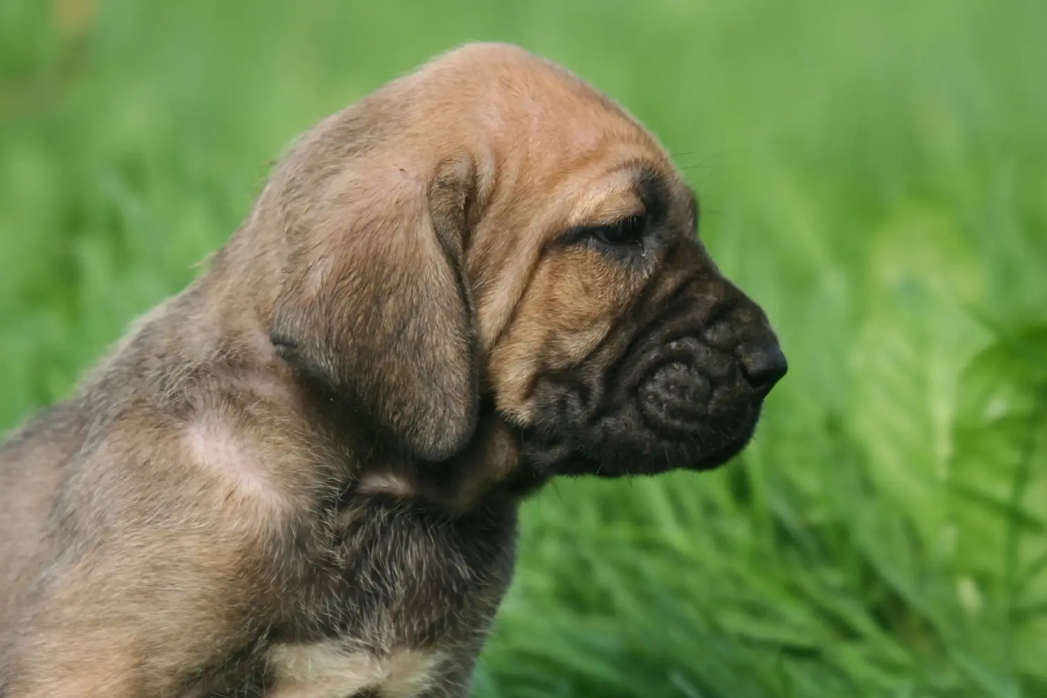 Bir Fila Brasileiro yavrusu satın almak sorumluluk almak demektir! Fila Brasileiro yavru köpekleri satın alın.