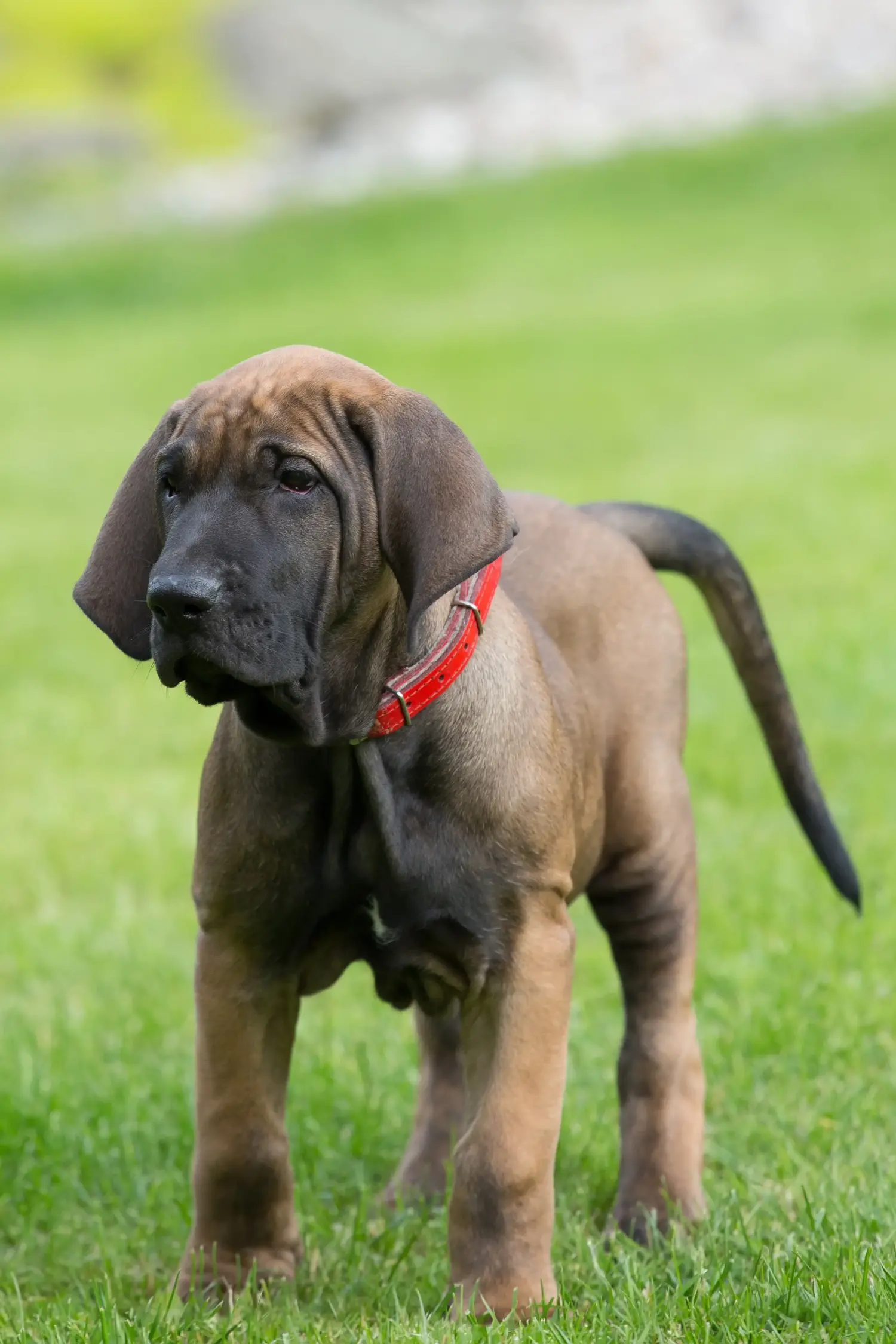 Bir Fila Brasileiro yavrusu satın almak sorumluluk almak demektir! Fila Brasileiro yavru köpekleri satın alın.