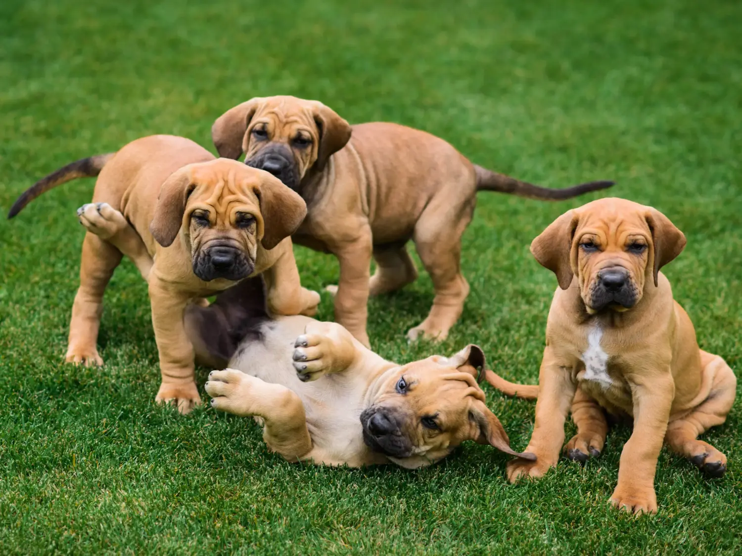 Bir Fila Brasileiro yavrusu satın almak sorumluluk almak demektir! Fila Brasileiro yavru köpekleri satın alın.