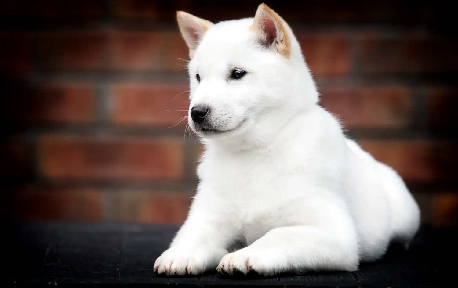 Bir Hokkaido yavrusu satın almak sorumluluk almak demektir! Hokkaido yavru köpekleri satın alın.