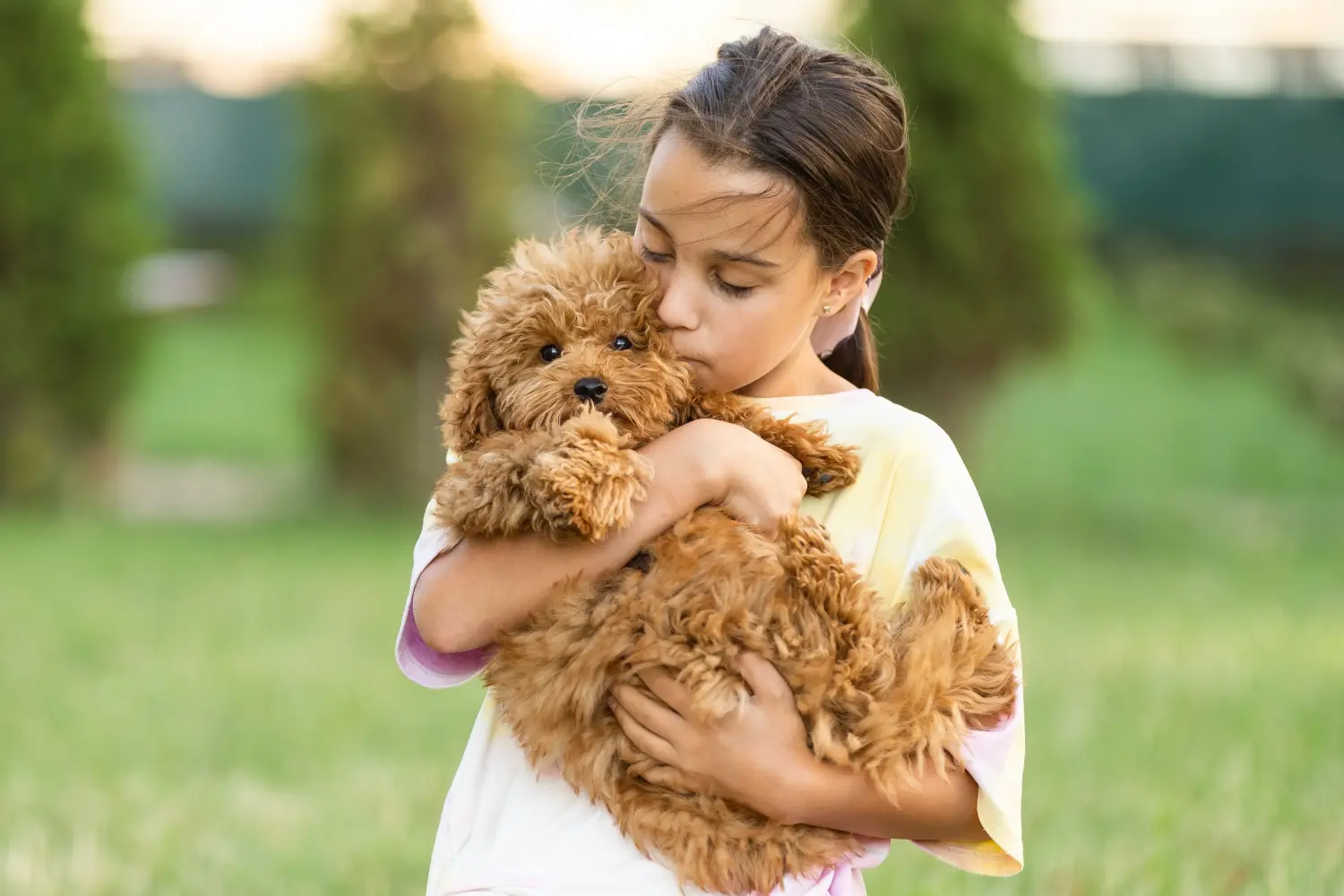 Bir Maltipoo yavrusu satın almak sorumluluk almak demektir! Maltipoo yavru köpekleri satın alın.