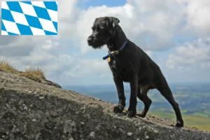 Read more about the article Bavyera’da Patterdale Terrier yetiştiricileri ve köpek yavruları