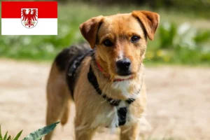 Read more about the article Brandenburg’da Patterdale Terrier yetiştiricileri ve köpek yavruları