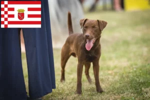 Read more about the article Bremen’de Patterdale Terrier yetiştiricileri ve köpek yavruları