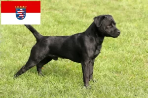 Read more about the article Hessen’de Patterdale Terrier yetiştiricileri ve köpek yavruları