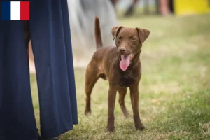 Read more about the article Fransa’da Patterdale Terrier yetiştiricileri ve köpek yavruları