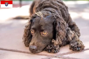 Read more about the article Hessen’de Amerikan Water Spaniel yetiştiricileri ve köpek yavruları