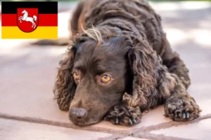 Read more about the article Aşağı Saksonya’da Amerikan Water Spaniel yetiştiricileri ve köpek yavruları