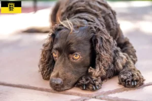 Read more about the article Baden-Württemberg’de Amerikan Water Spaniel yetiştiricileri ve köpek yavruları