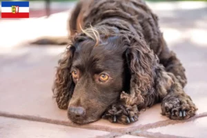 Read more about the article Schleswig-Holstein’da Amerikan Water Spaniel yetiştiricileri ve köpek yavruları