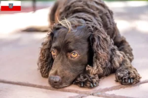 Read more about the article Thüringen’de Amerikan Water Spaniel yetiştiricileri ve köpek yavruları