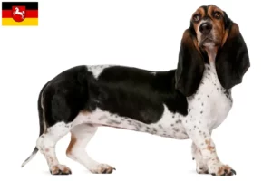 Read more about the article Aşağı Saksonya’da Basset Artésien Normand yetiştiricileri ve köpek yavruları