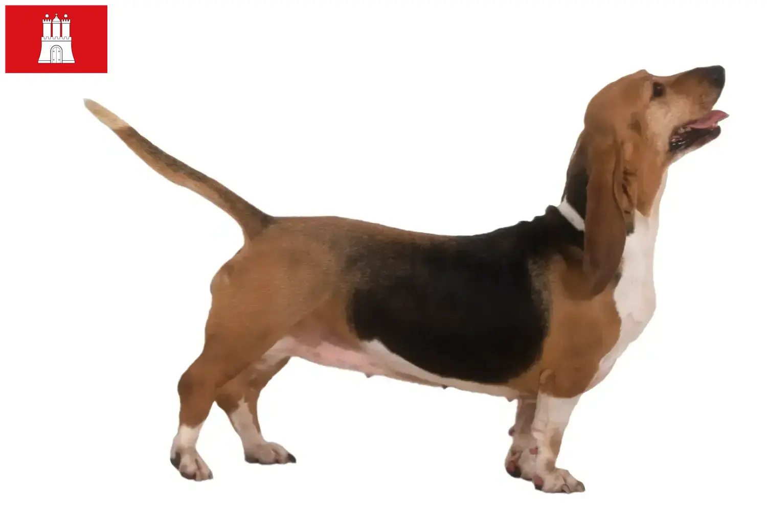 Read more about the article Hamburg’da Basset Artésien Normand yetiştiricileri ve köpek yavruları