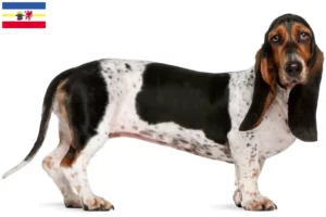 Read more about the article Mecklenburg-Vorpommern’de Basset Artésien Normand yetiştiricileri ve köpek yavruları