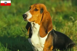 Read more about the article Thüringen’de Basset Artésien Normand yetiştiricileri ve köpek yavruları