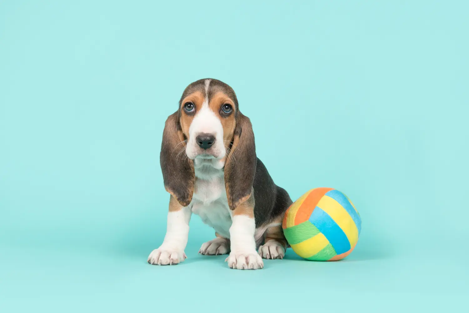 Bir Basset Artésien Normand yavrusu satın almak sorumluluk almak demektir! Basset Artésien Normand yavru köpekleri satın alın.