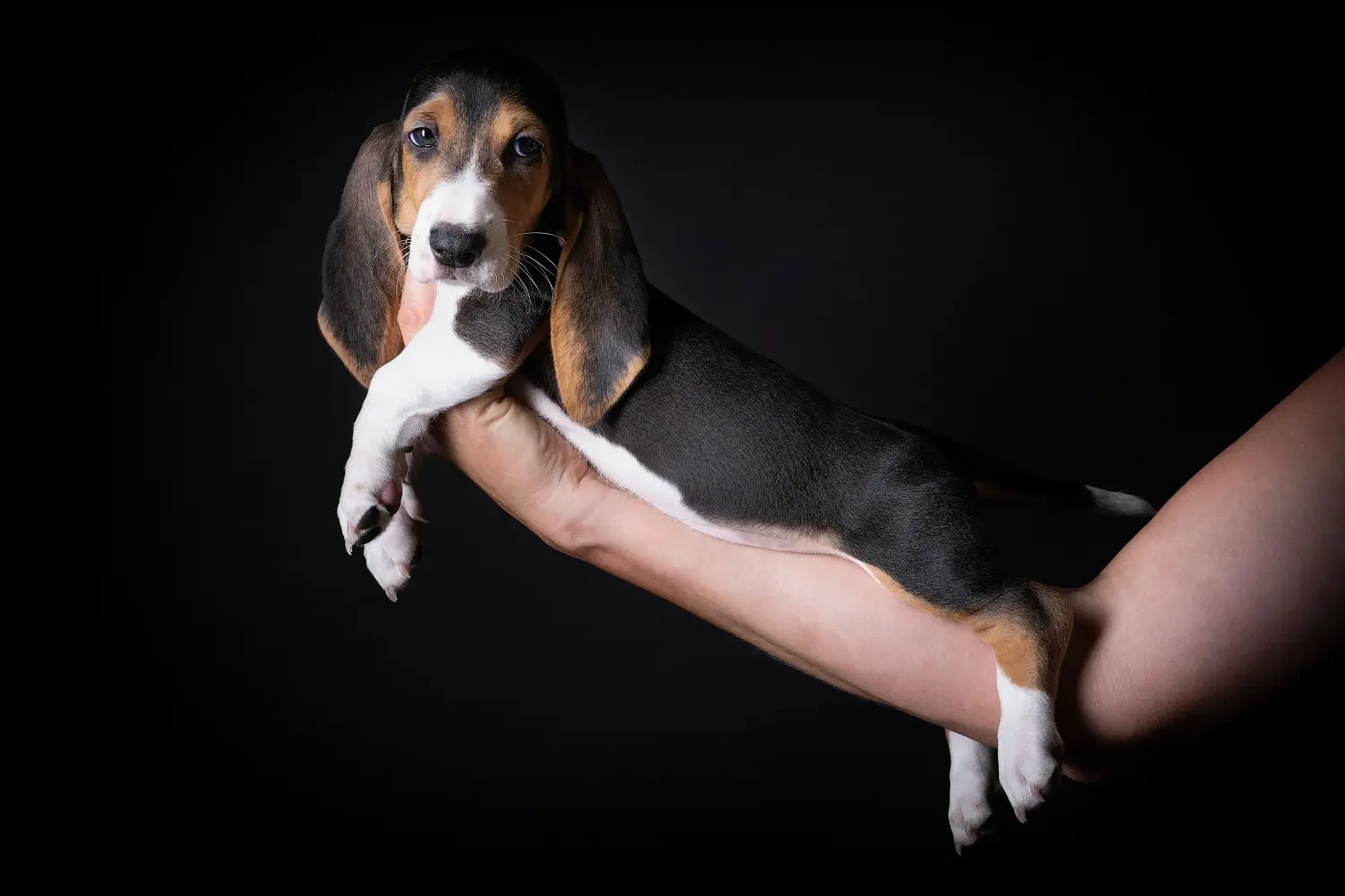 Bir Basset Artésien Normand yavrusu satın almak sorumluluk almak demektir! Basset Artésien Normand yavru köpekleri satın alın.