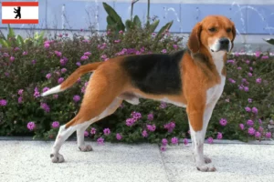Read more about the article Berlin’de Beagle Harrier yetiştiricileri ve köpek yavruları