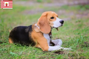 Read more about the article Bremen’de Beagle Harrier yetiştiricileri ve köpek yavruları