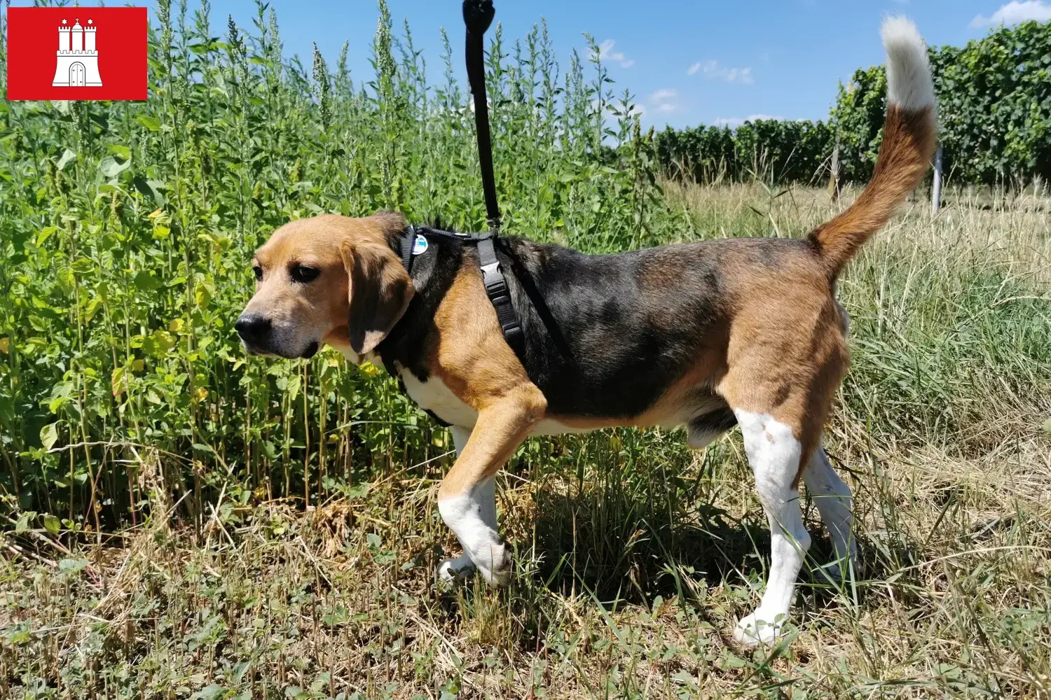 Read more about the article Hamburg’da Beagle Harrier yetiştiricileri ve köpek yavruları