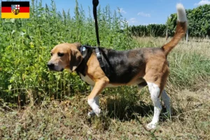 Read more about the article Saarland’da Beagle Harrier yetiştiricileri ve köpek yavruları