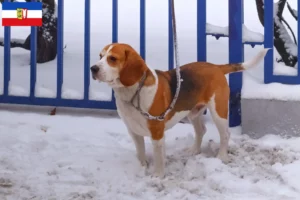 Read more about the article Schleswig-Holstein’da Beagle Harrier yetiştiricileri ve köpek yavruları