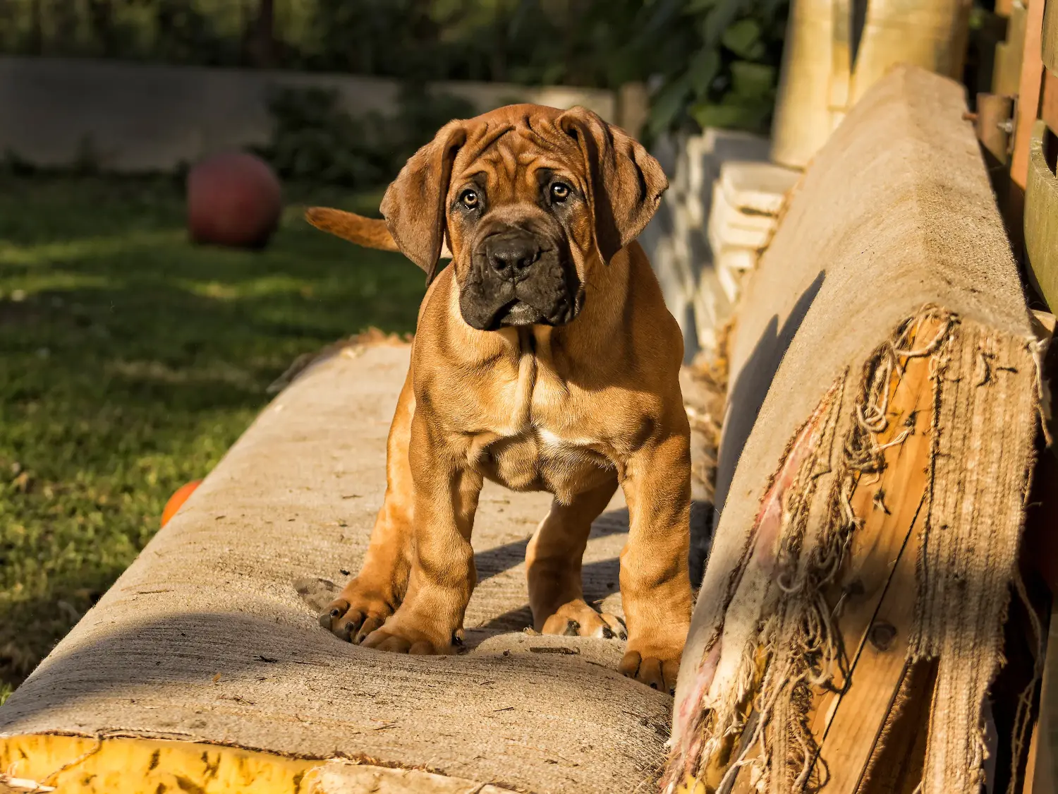 Bir Boerboel yavrusu satın almak sorumluluk almak demektir! Boerboel yavruları satın alın.