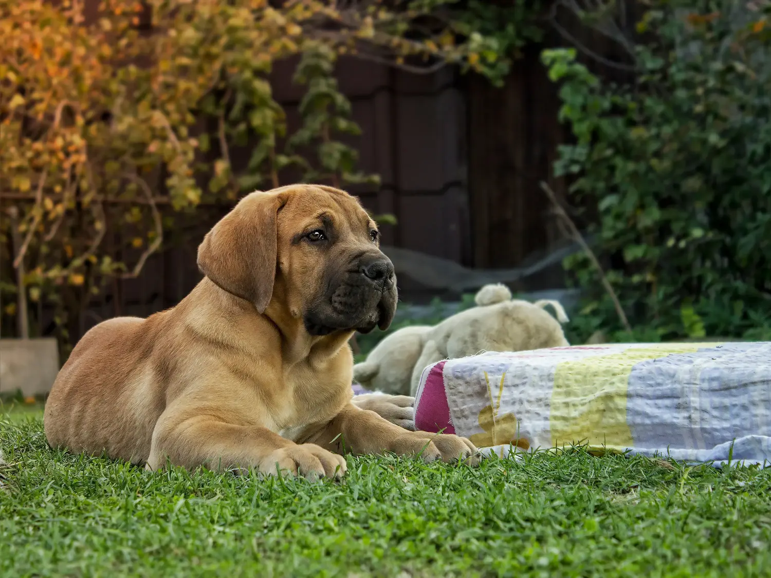 Bir Boerboel yavrusu satın almak sorumluluk almak demektir! Boerboel yavruları satın alın.