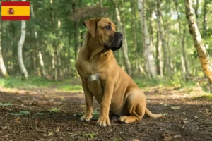 Read more about the article İspanya’da Boerboel yetiştiricileri ve köpek yavruları