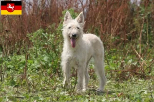 Read more about the article Aşağı Saksonya’da Bouvier des Ardennes yetiştiricileri ve köpek yavruları
