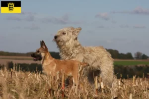 Read more about the article Baden-Württemberg’de Bouvier des Ardennes yetiştiricileri ve köpek yavruları