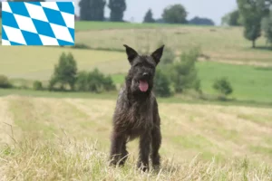 Read more about the article Bavyera’da Bouvier des Ardennes yetiştiricileri ve köpek yavruları