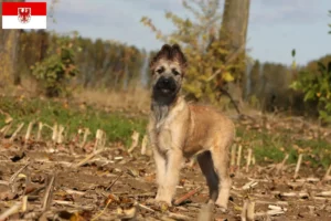 Read more about the article Brandenburg’da Bouvier des Ardennes yetiştiricileri ve köpek yavruları
