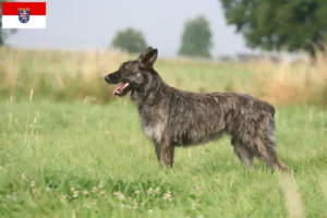Read more about the article Hessen’de Bouvier des Ardennes yetiştiricileri ve köpek yavruları